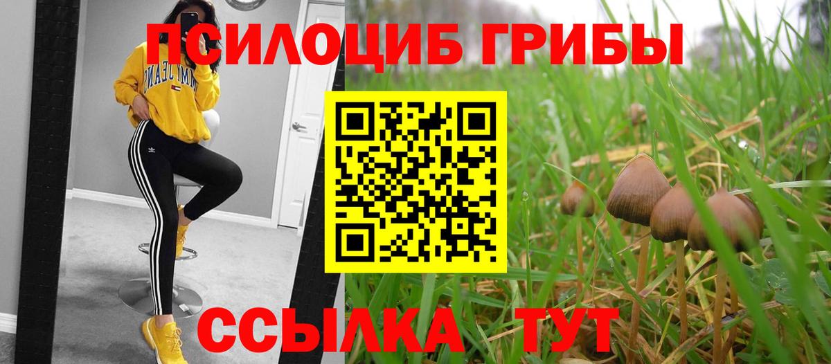 Галлюциногенные грибы Psilocybe  где найти   Серов  Вход с VPN 